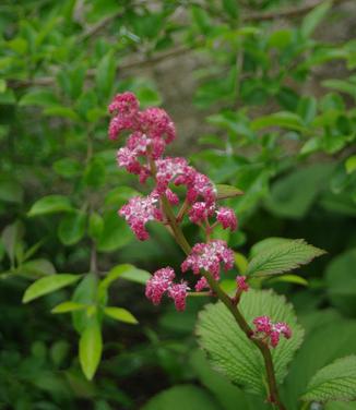 Rodgersia pinnata Fireworks (@ Maine Bot Garden)