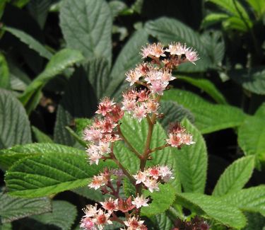 Rodgersia pinnata 'Fireworks' 