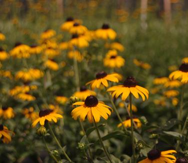 Rudbeckia fulgida Goldsturm