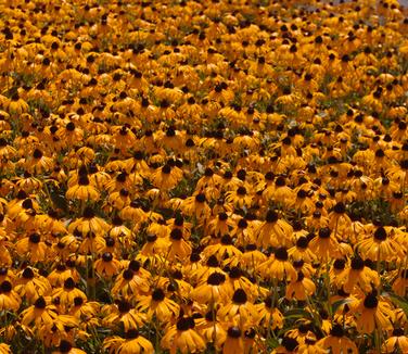 Rudbeckia fulgida Goldsturm - Brown-eyed Susan 