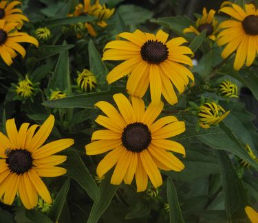 Rudbeckia fulgida 'Goldsturm' - Brown-eyed Susan