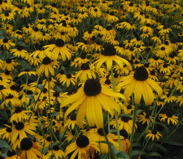 Rudbeckia fulgida Goldsturm - Brown-eyed Susan 