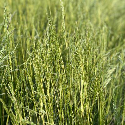 Festuca arundinacea Glow Sticks