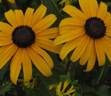 Rudbeckia fulgida 'Goldsturm' - Brown-eyed Susan