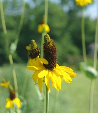 Rudbeckia maxima 