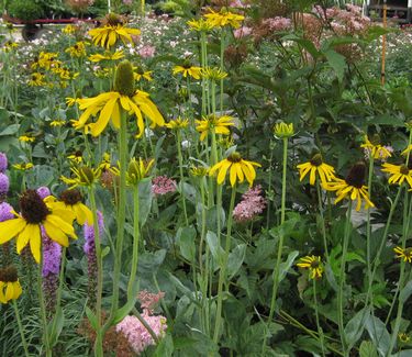 Rudbeckia maxima - Dumbo's Ears