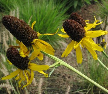 Rudbeckia maxima - Dumbo's Ears