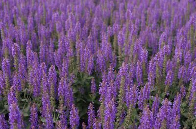 Salvia nemorosa 'Blue Hill' 