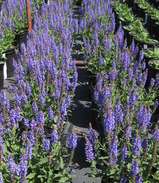 Salvia nemorosa Blue Hill 