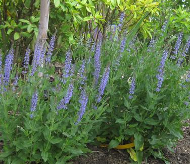 Salvia nemorosa Blue Hill