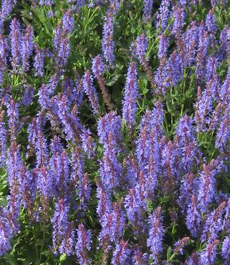 Salvia nemorosa Blue Hill - Hybrid Sage