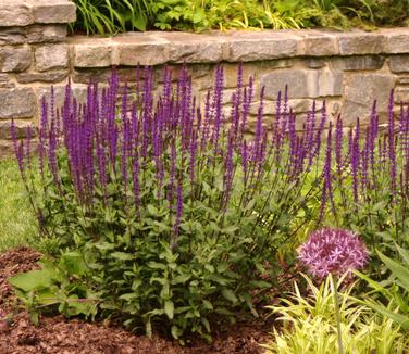 Salvia nemorosa Caradonna (Chanticleer)