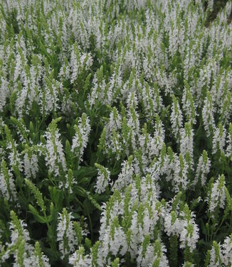 Salvia nemorosa Snow Hill 