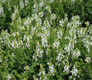 Salvia nemorosa Snow Hill 