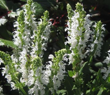 Salvia nemorosa 'Snow Hill'