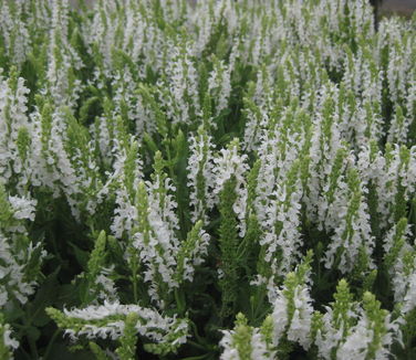 Salvia nemorosa Snow Hill 