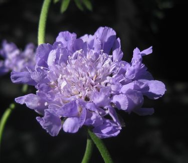 Scabiosa columbaria 'Butterfly Blue' 