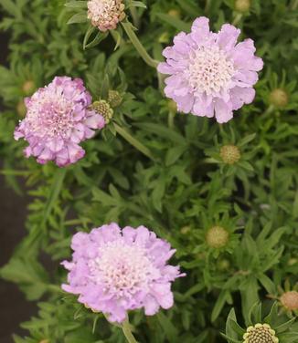 Scabiosa columbaria Butterfly Blue