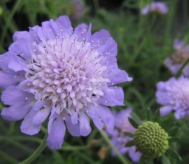 Scabiosa columbaria Butterfly Blue