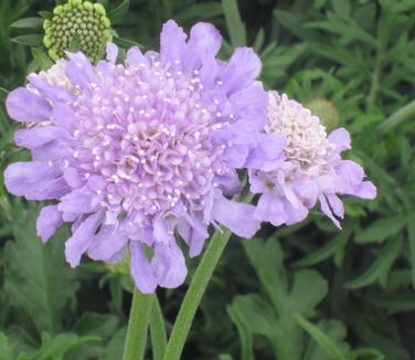 Scabiosa columbaria Butterfly Blue - Pincushion Flower