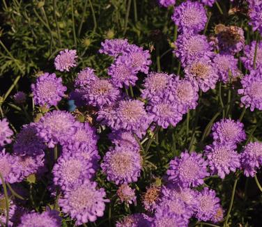 Scabiosa columbaria Butterfly Blue - Pincushion Flower