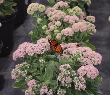 Sedum x 'Autumn Joy'