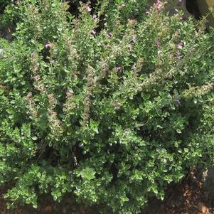 Teucrium chamaedrys 