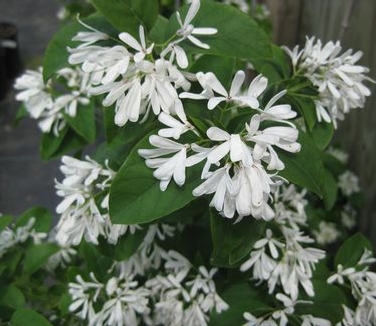 Chionanthus retusus 'Tokyo Tower' 