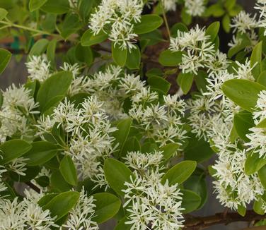 Chionanthus retusus Tokyo Tower