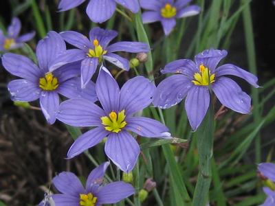 Sisyrinchium angustifolium 'Lucerne'