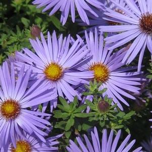 Aster oblongifolius October Skies