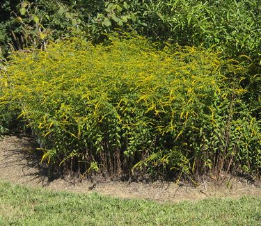 Solidago rugosa 'Fireworks' - Rough Stemmed Goldenrod