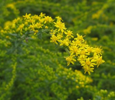 Solidago rugosa 'Fireworks' - Rough Stemmed Goldenrod