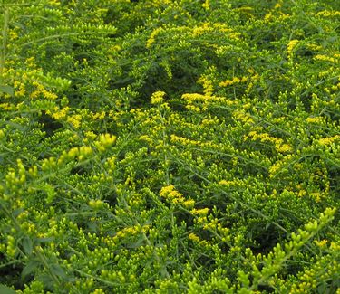 Solidago rugosa 'Fireworks' - Rough Stemmed Goldenrod