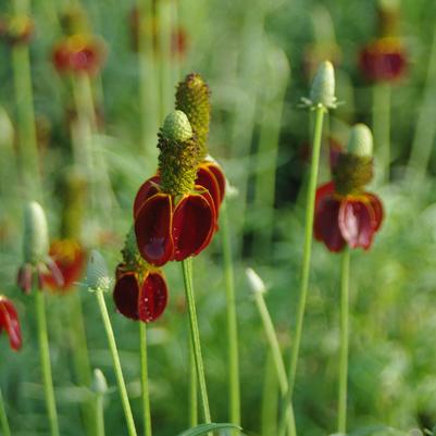 Ratibida columnifera Red Midget