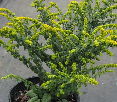 Solidago sphacelata 'Golden Fleece' - Goldenrod 