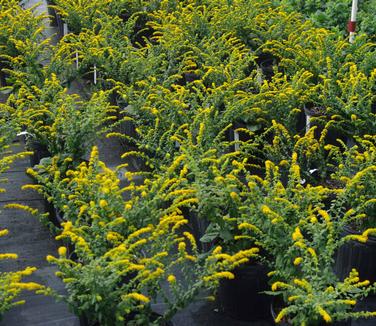 Solidago sphacelata Golden Fleece 