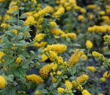 Solidago sphacelata 'Golden Fleece'