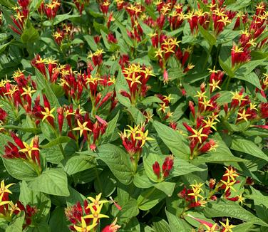 Spigelia marilandica