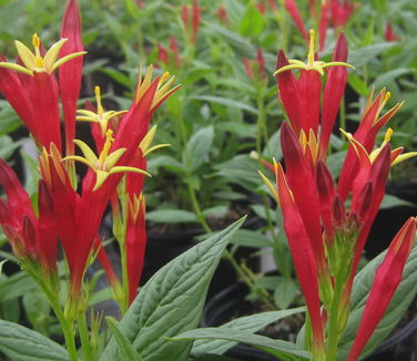 Spigelia marilandica 