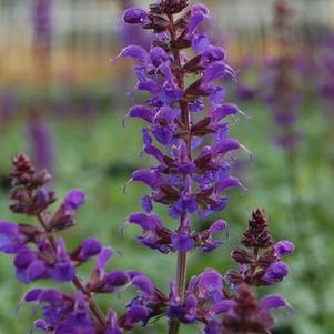 Salvia nemorosa May Night