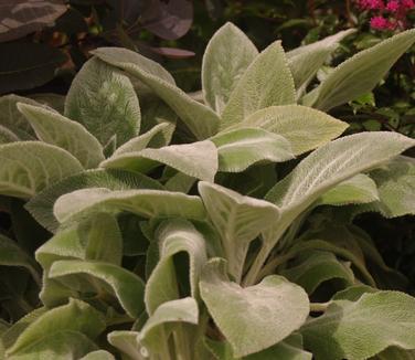 Stachys byzantina Helene von Stein - Lamb's Ear