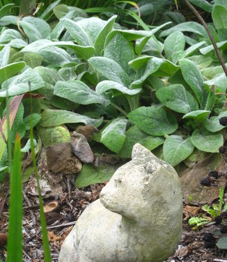 Stachys byzantina Helene von Stein - Lamb's Ear