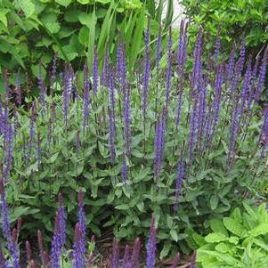 Salvia nemorosa Caradonna