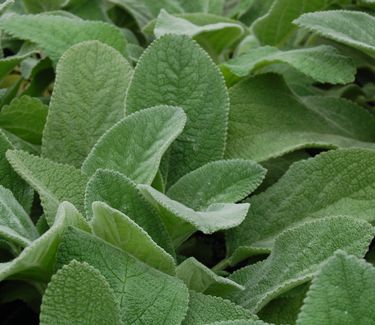 Stachys byzantina 'Helene von Stein' 