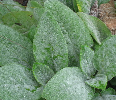 Stachys byzantina Helene von Stein - Lamb's Ear