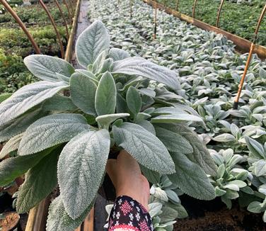 Stachys byzantina Helene von Stein - Lamb's Ear