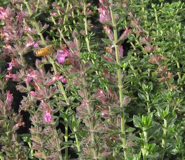 Teucrium chamaedrys - Germander 