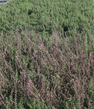 Teucrium chamaedrys