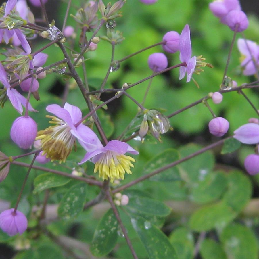 Thalictrum rochebrunianum